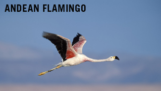 Andean flamingos